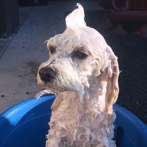 Meet your Posher, Jenny